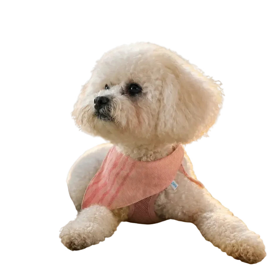 A small white dog sits on a sandy beach at sunset wearing a pink bandana-style pet garment. Seashells, grass, and the ocean are visible in the background.