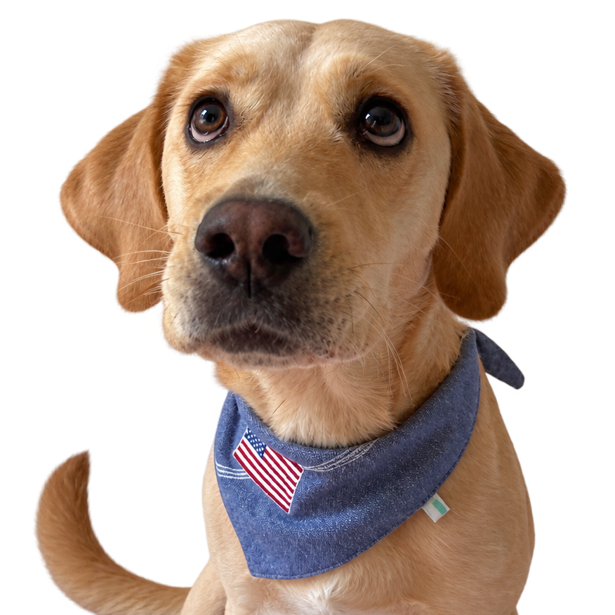 A golden retriever dog wearing a blue bandana with a small American flag patch, sitting against a plain white background.