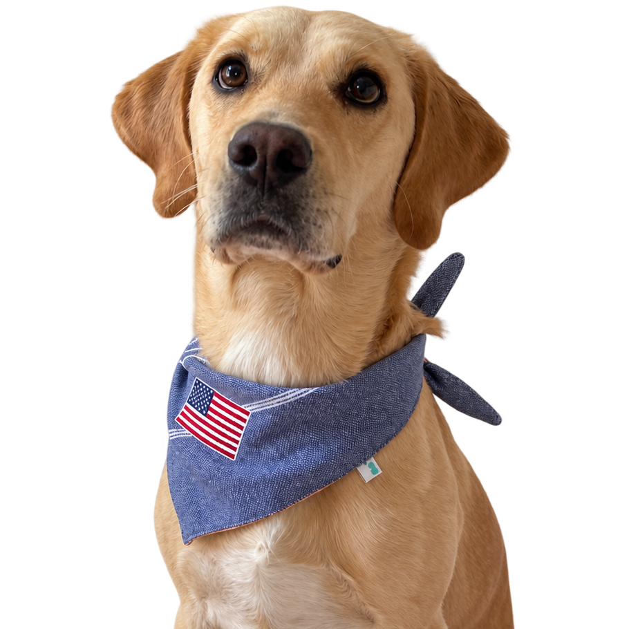 A golden retriever dog wearing a blue bandana with an American flag patch, photographed against a solid white background.