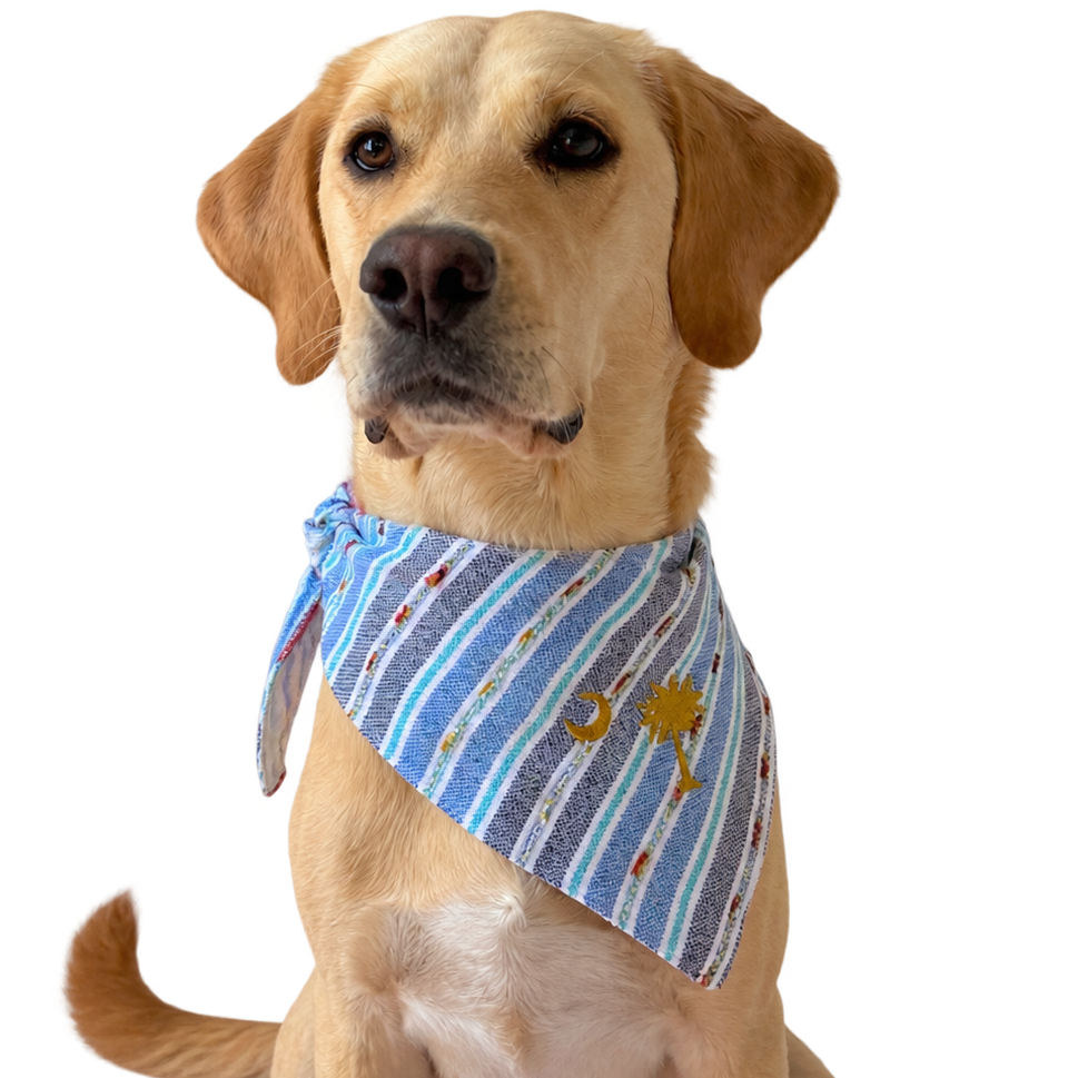 A yellow Labrador Retriever wearing a blue patterned bandana, sitting against a solid white background.