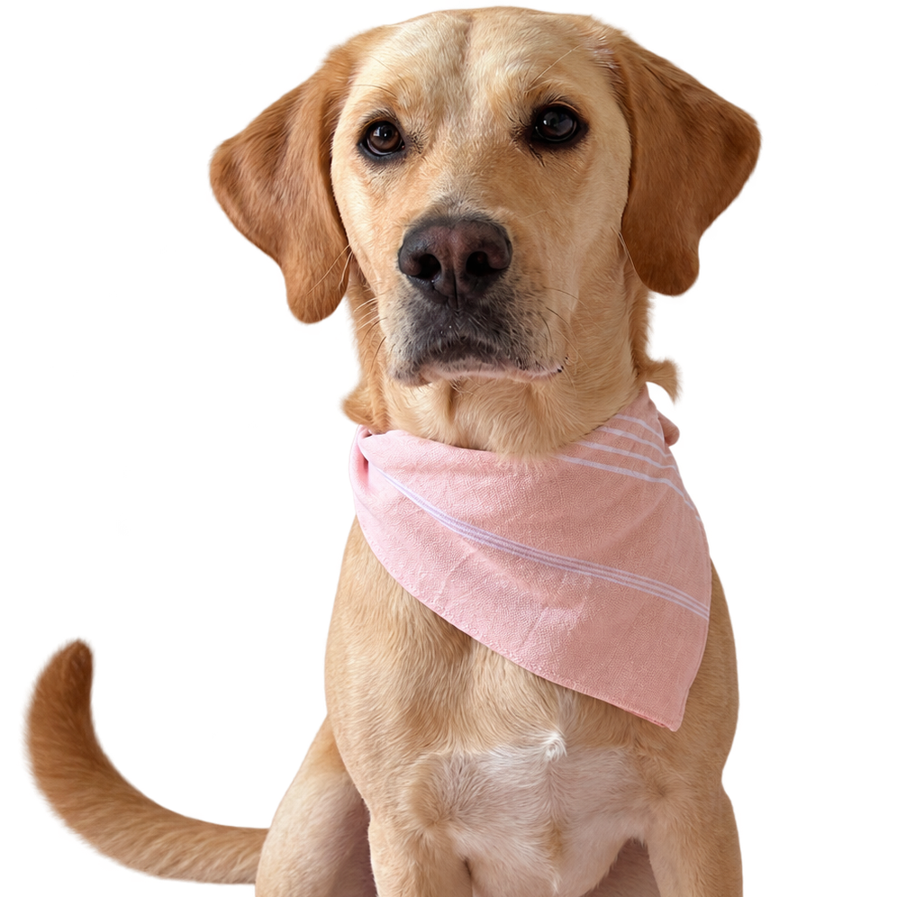 A golden retriever dog wearing a light pink bandana with white stripes, isolated on a white background.