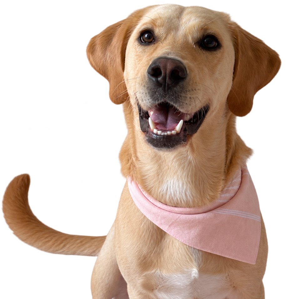 A golden retriever dog wearing a light pink bandana, set against a solid white background.