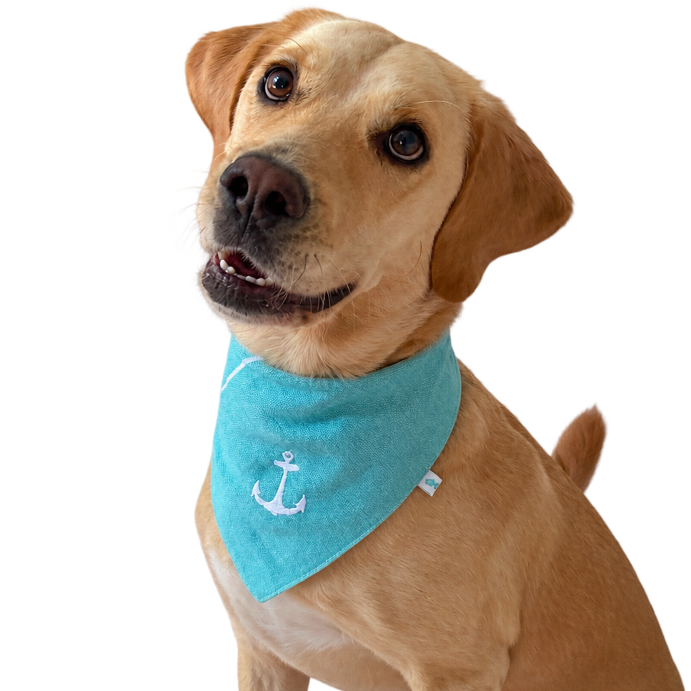A golden retriever dog wearing a turquoise blue bandana with a white anchor design, isolated on a white background.