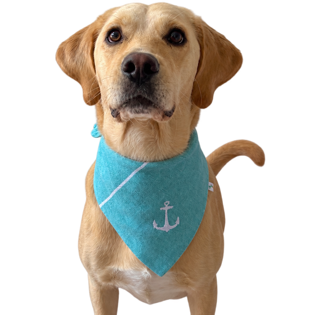 A golden retriever dog wearing a turquoise blue bandana with a white anchor design, isolated on a white background.